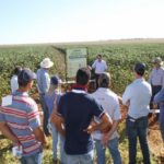 Ampa - Associação Mato-grossense dos Produtores de Algodão.