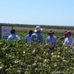 Ampa - Associação Mato-grossense dos Produtores de Algodão.