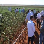 Ampa - Associação Mato-grossense dos Produtores de Algodão.