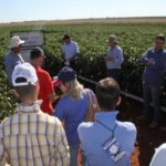 Ampa - Associação Mato-grossense dos Produtores de Algodão.