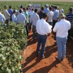 Ampa - Associação Mato-grossense dos Produtores de Algodão.