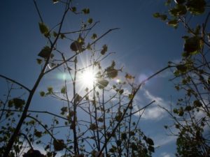 Ampa - Associação Mato-grossense dos Produtores de Algodão.