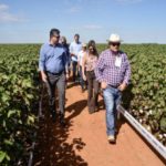 Ampa - Associação Mato-grossense dos Produtores de Algodão.