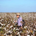 Ampa - Associação Mato-grossense dos Produtores de Algodão.