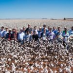 Ampa - Associação Mato-grossense dos Produtores de Algodão.