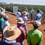 Ampa - Associação Mato-grossense dos Produtores de Algodão.