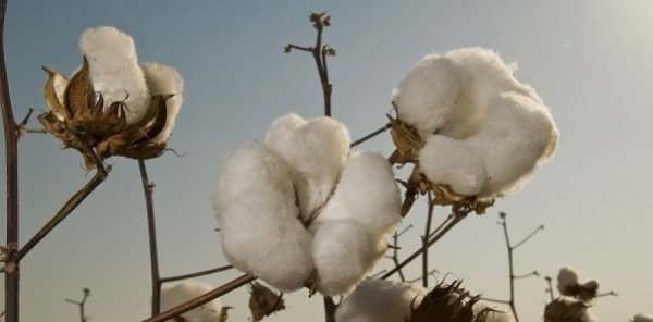 Ampa - Associação Mato-grossense dos Produtores de Algodão.
