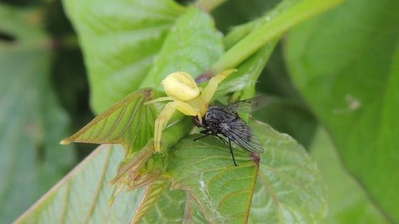 Ampa - Bioinsumos podem ser aliados da produtividade em culturas orgânicas e convencionais 2 Bioinsumo